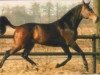 stallion Burggraaf (Holsteiner, 1983, from Landgraf I)