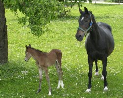 broodmare Gamba (Bavarian, 1986, from Rhodos)