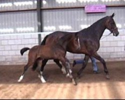 broodmare Prima Donja (KWPN (Royal Dutch Sporthorse), 1997, from Burggraaf)