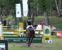 jumper Santino S 2 (Hanoverian, 2004, from San Brasil)