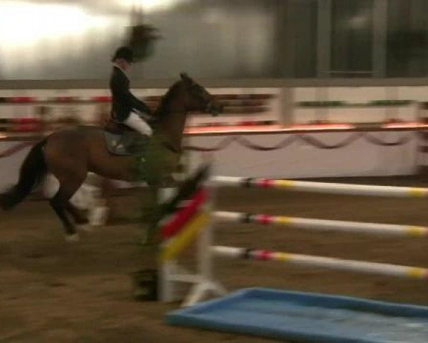 jumper Zihowin (KWPN (Royal Dutch Sporthorse), 2004, from Lupicor)