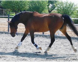 horse Ronja (Deutsches Reitpferd, 2006, from Miterand)