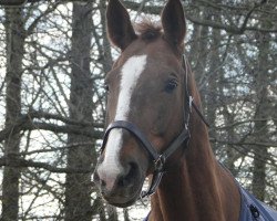 horse Lara (Hanoverian, 1999, from Longchamp)