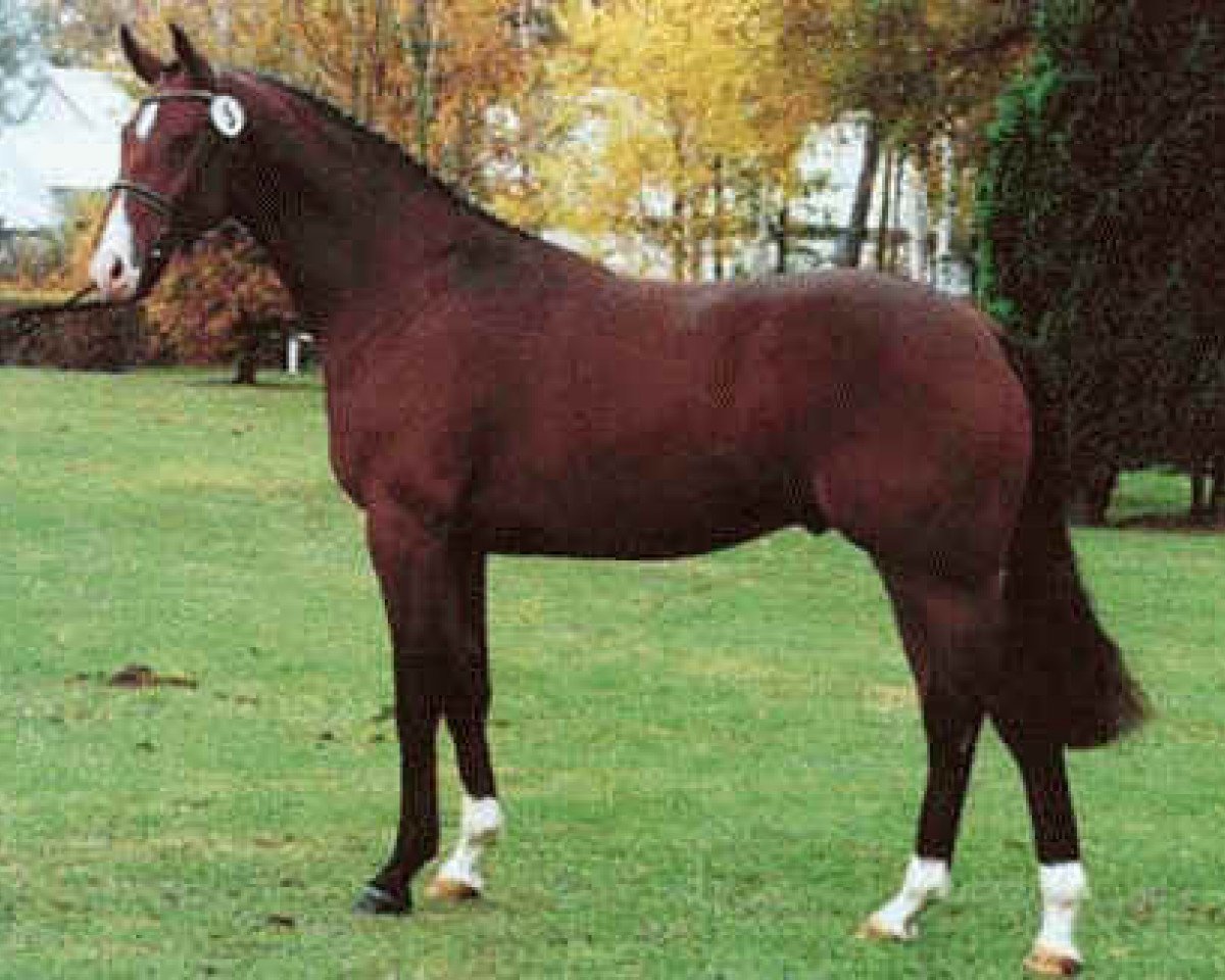 stallion Longchamp (Hanoverian, 1992, from Lauries Crusador xx)