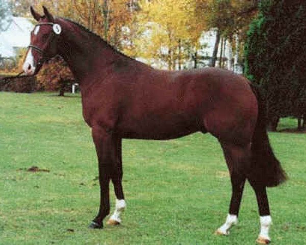 horse Longchamp (Hanoverian, 1992, from Lauries Crusador xx)