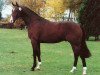 stallion Longchamp (Hanoverian, 1992, from Lauries Crusador xx)