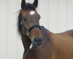 horse Gibo (German Warmblood, 1995, from Grand)