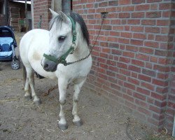 dressage horse Marschmellow (Welsh Mix, 1998)