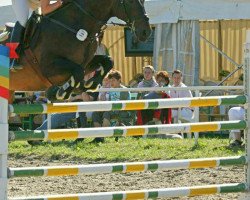 horse Quickborn 2 (Belgian Warmblood, 1993, from Wiensender)