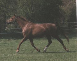 Pferd Private Dancer 9 (Westfale,  , von Phoenix)