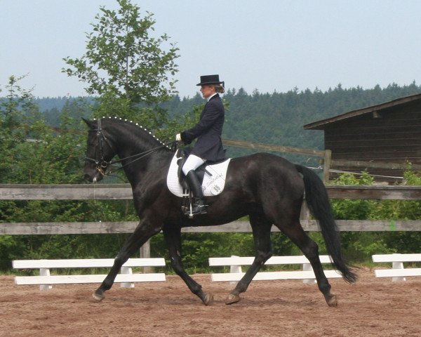 Pferd Trenkelhof's Richelieu (Hannoveraner, 1998, von Rubinstein I)