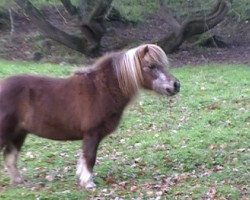 broodmare Arabesque (Falabella, 1986, from Easter Boy)