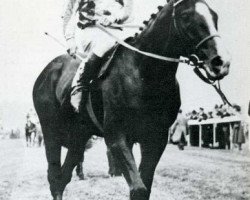 stallion Never Say Die xx (Thoroughbred, 1951, from Nasrullah xx)