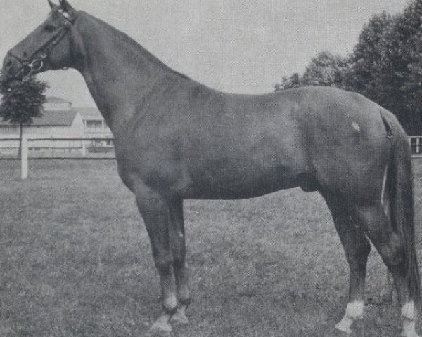 stallion Marlo (Trakehner, 1971, from Lothar)