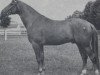 stallion Marlo (Trakehner, 1971, from Lothar)