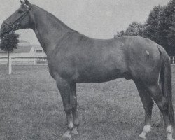 Deckhengst Marlo (Trakehner, 1971, von Lothar)