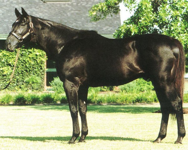 stallion Kris S xx (Thoroughbred, 1977, from Roberto xx)
