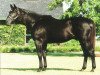 stallion Kris S xx (Thoroughbred, 1977, from Roberto xx)