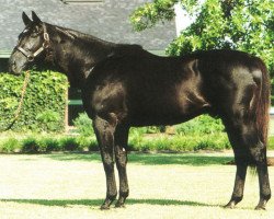 stallion Kris S xx (Thoroughbred, 1977, from Roberto xx)