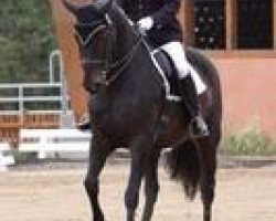 dressage horse Davignon's Daylight (Hanoverian, 2001, from Davignon I)