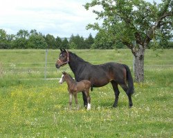 broodmare Grappa (Bavarian, 1994, from Landsberg)