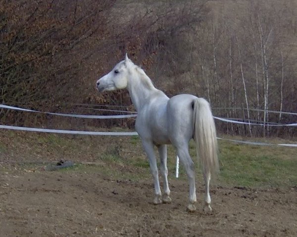 stallion 54 Mabrouk VI 2 1991 ShA (Shagya Arabian, 1991, from Mabrouk 1979 ox)