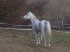 stallion 54 Mabrouk VI 2 1991 ShA (Shagya Arabian, 1991, from Mabrouk 1979 ox)