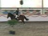 jumper Carmen 236 (German Sport Horse, 2003, from Competent)