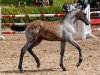 broodmare Prada (German Sport Horse, 2012, from Last Man Standing)