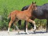 dressage horse Lost and Found (Württemberger, 2012, from Henglein's Licosto)