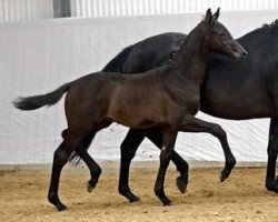 stallion My Dream (German Sport Horse, 2012, from E.H. Millennium)