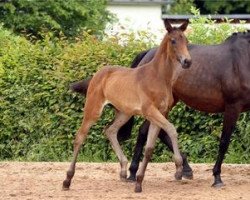 dressage horse Milena (German Sport Horse, 2012, from E.H. Millennium)