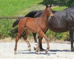 Springpferd Number One de Champrine (Württemberger, 2012, von Numero Uno)