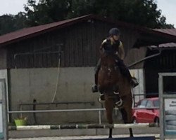 jumper Clarimo‘s Coeur VA (Oldenburg show jumper, 2013, from Clarimo Ask)