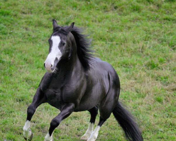 stallion Cruisin In Starstyle (Quarter Horse, 2004, from Smart Starbuck)