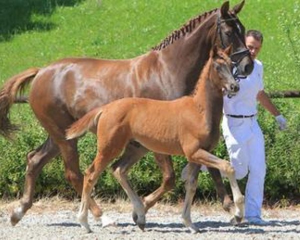 dressage horse Quvedo (Württemberger, 2012, from Quadrofino)