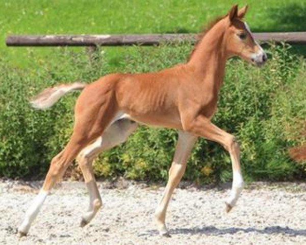 dressage horse Quanta cura (Württemberger, 2012, from Quadrofino)