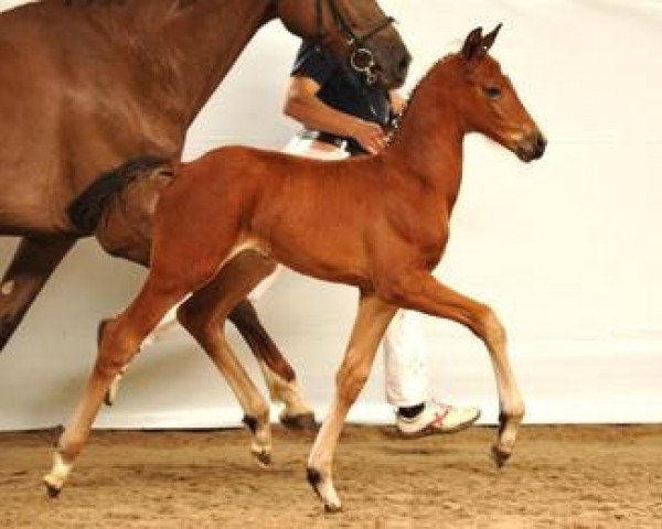 dressage horse Quadrigo (Bavarian, 2012, from Quadrofino)