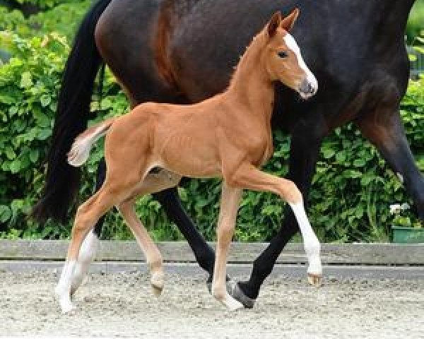 Dressurpferd Quero (Deutsches Sportpferd, 2012, von Quadroneur)