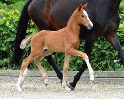 dressage horse Quero (German Sport Horse, 2012, from Quadroneur)