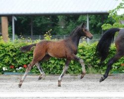 Dressurpferd Queenie (Deutsches Sportpferd, 2012, von Quaterback)