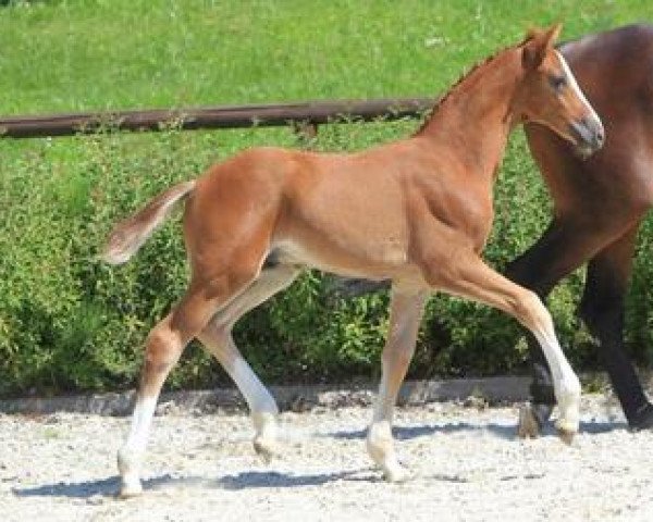 dressage horse Queens choice (Württemberger, 2012, from Quaterhall)