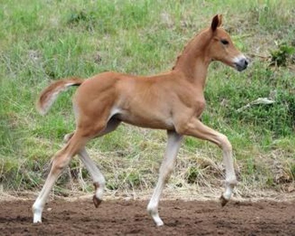dressage horse Sissy Royal (Bavarian, 2012, from Sir Donnerhall I)