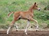 dressage horse Sissy Royal (Bavarian, 2012, from Sir Donnerhall I)