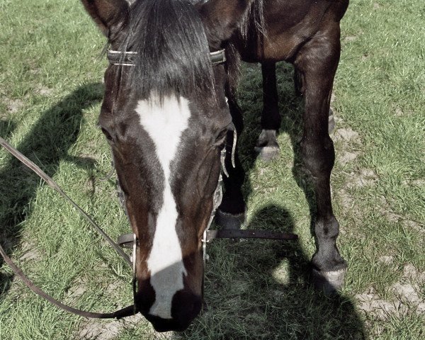 broodmare Tessaly (Hessian Warmblood, 1990, from Tremezzo xx)