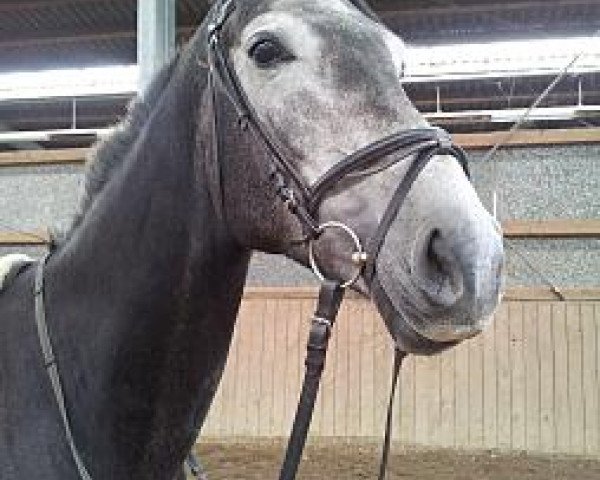 jumper Ramira (German Sport Horse, 2008, from Ciacomini)