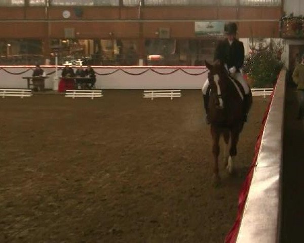 dressage horse Forever 144 (Westphalian, 2003, from Fleurop)
