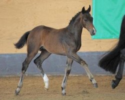 dressage horse See you Soon (Bavarian, 2012, from Surprice)