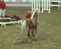 stallion Al Capoone (5,73% ox) (Edelbluthaflinger, 2010, from Al Mahady B (11,48% ox))