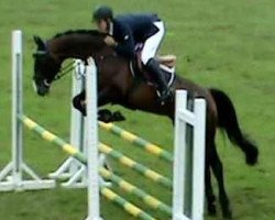 jumper Con-Suri (Hanoverian, 2005, from Converter I)